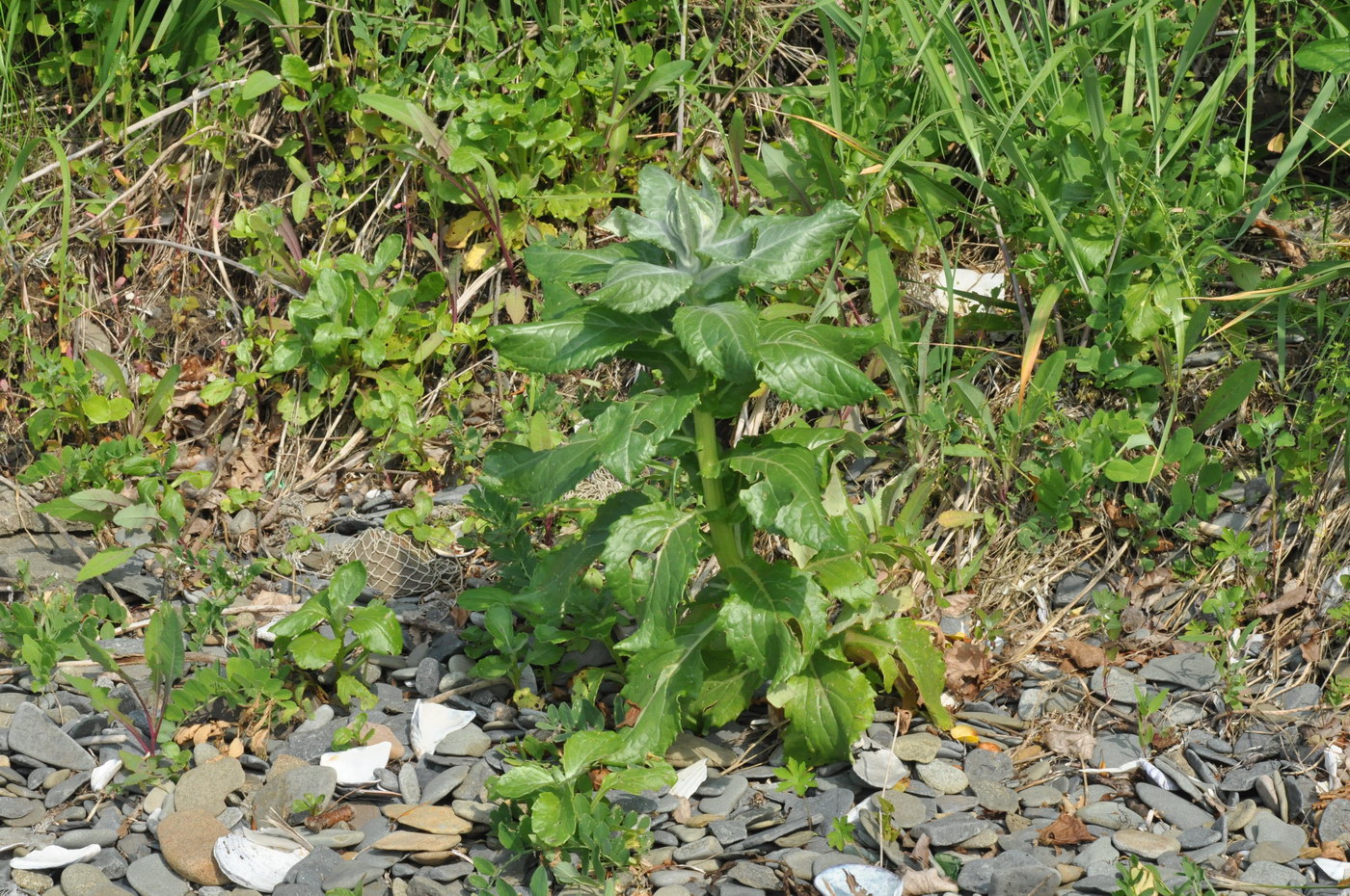 Image of Senecio pseudoarnica specimen.