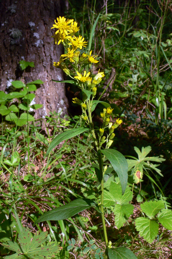 Image of Solidago virgaurea specimen.