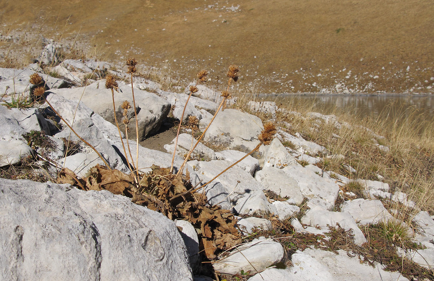 Image of Betonica macrantha specimen.