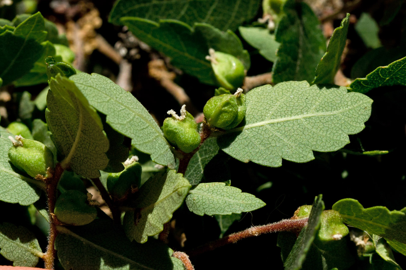 Image of Zelkova abelicea specimen.
