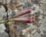 Silene linearifolia. Бутон и цветок. Кабардино-Балкария, Эльбрусский р-н, окр. пос. Эльбрус, ок. 1800 м н.у.м., расщелина скалы. 31.07.2017.