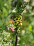 Verbascum nigrum