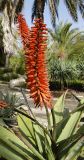 Aloe marlothii