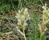 Oxytropis muricata