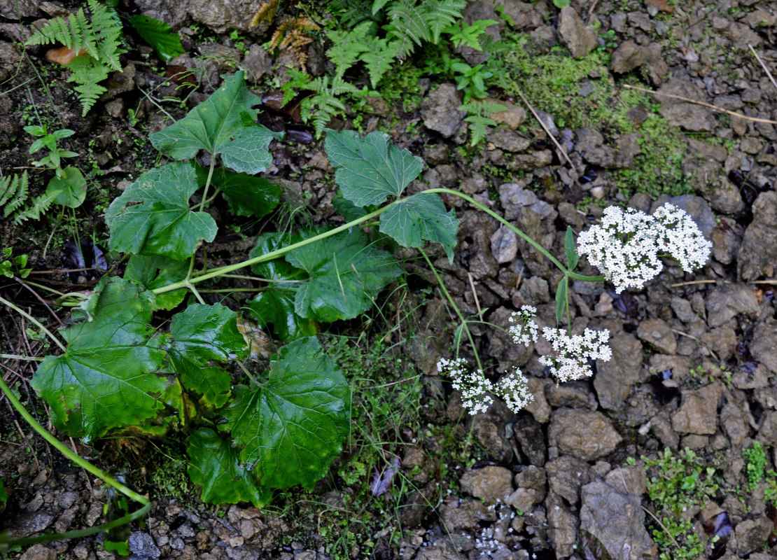 Изображение особи Valeriana alliariifolia.