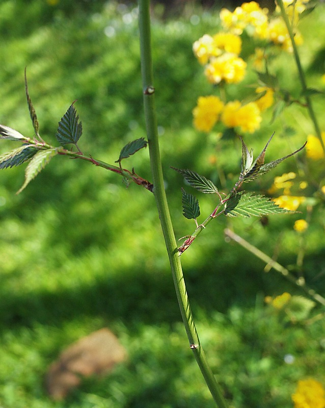 Image of Kerria japonica var. pleniflora specimen.