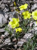 Linum tauricum