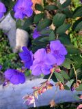 Tibouchina urvilleana. Верхушка побега с цветками. Малайзия, Камеронское нагорье, г. Бринчанг, ≈ 1400 м н.у.м., в культуре. 03.05.2017.