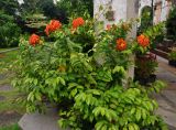 Bauhinia kockiana. Цветущее растение. Малайзия, Куала-Лумпур, в культуре. 13.05.2017.