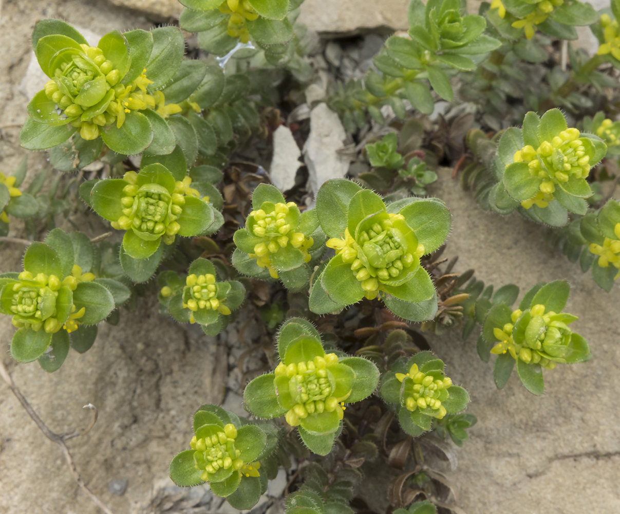 Image of Cruciata laevipes specimen.