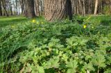 Ranunculus constantinopolitanus. Цветущие растения. Краснодарский край, г. Краснодар, в парке. 13.04.2018.