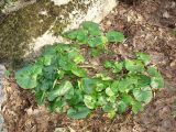 Asarum canadense