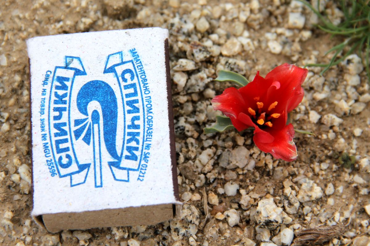 Image of Tulipa korolkowii specimen.
