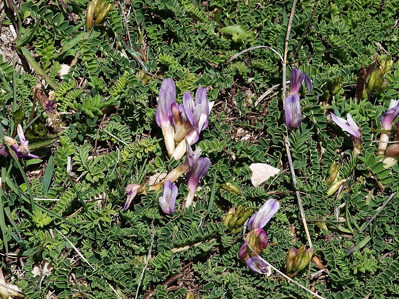 Изображение особи Astragalus buschiorum.