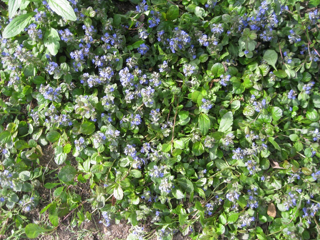 Image of Ajuga reptans specimen.