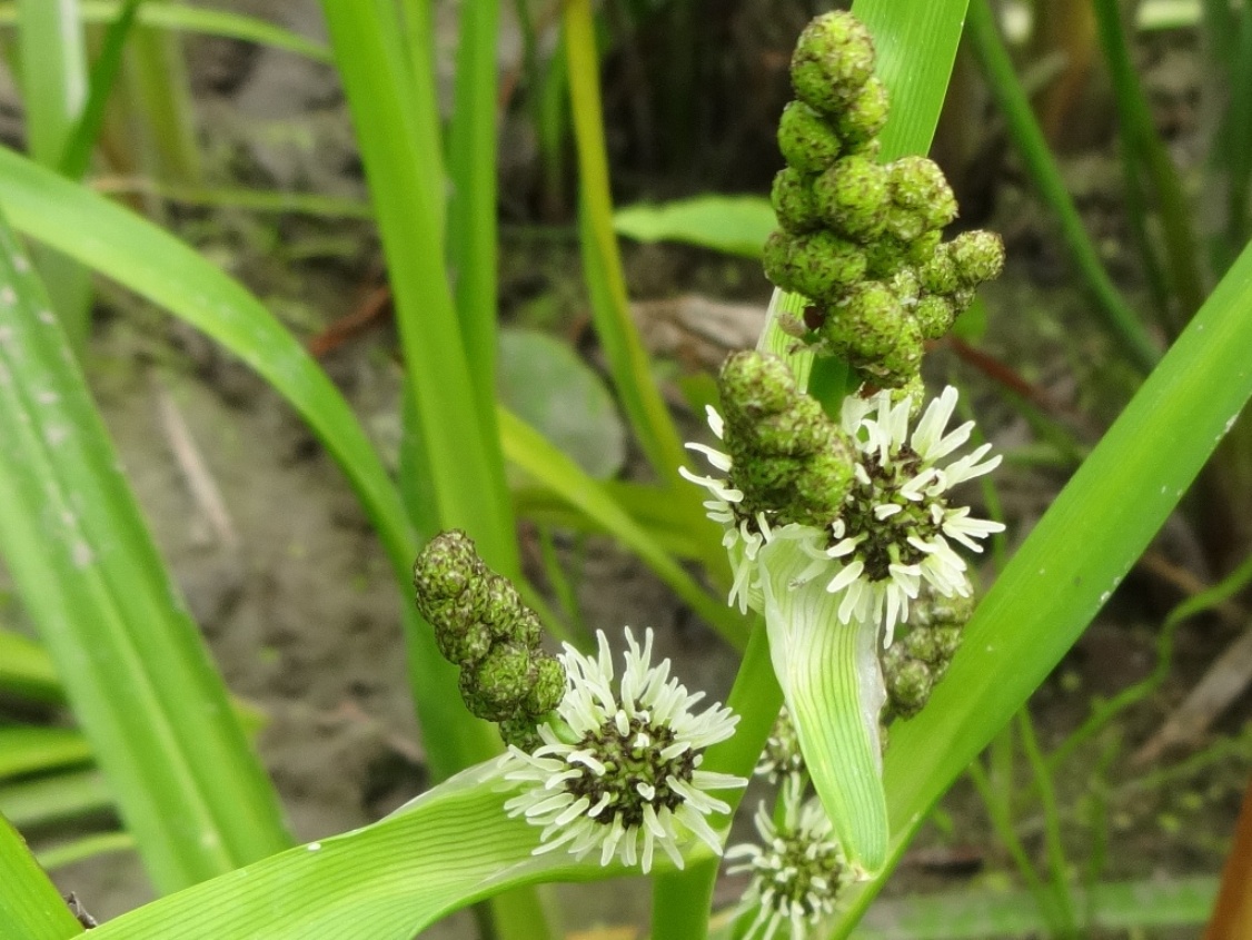 Image of Sparganium erectum specimen.