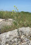 Erysimum collinum. Цветущее растение. Дагестан, г. о. Махачкала, гора Тарки-Тау, камень на лугу. 05.05.2018.