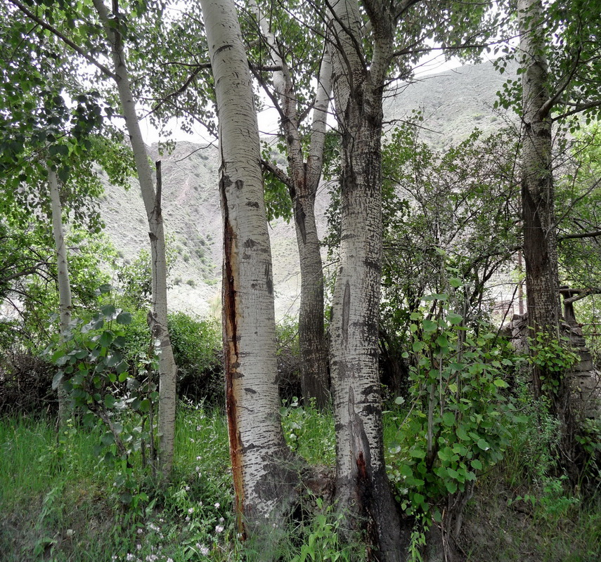 Image of Populus tremula specimen.