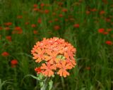 Lychnis chalcedonica