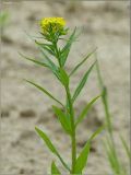 Erysimum cheiranthoides