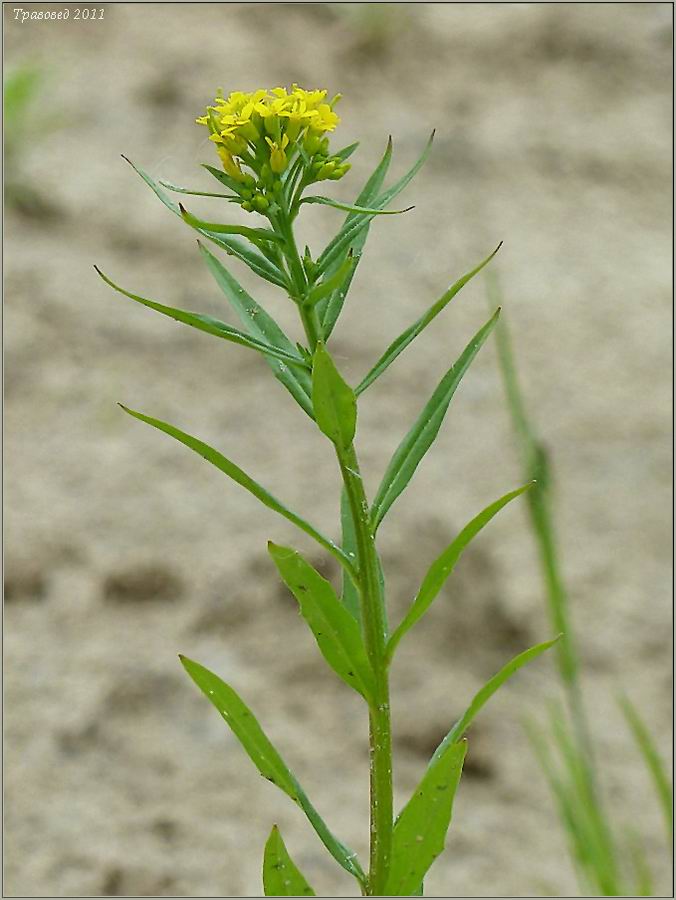 Image of Erysimum cheiranthoides specimen.