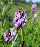 Astragalus danicus