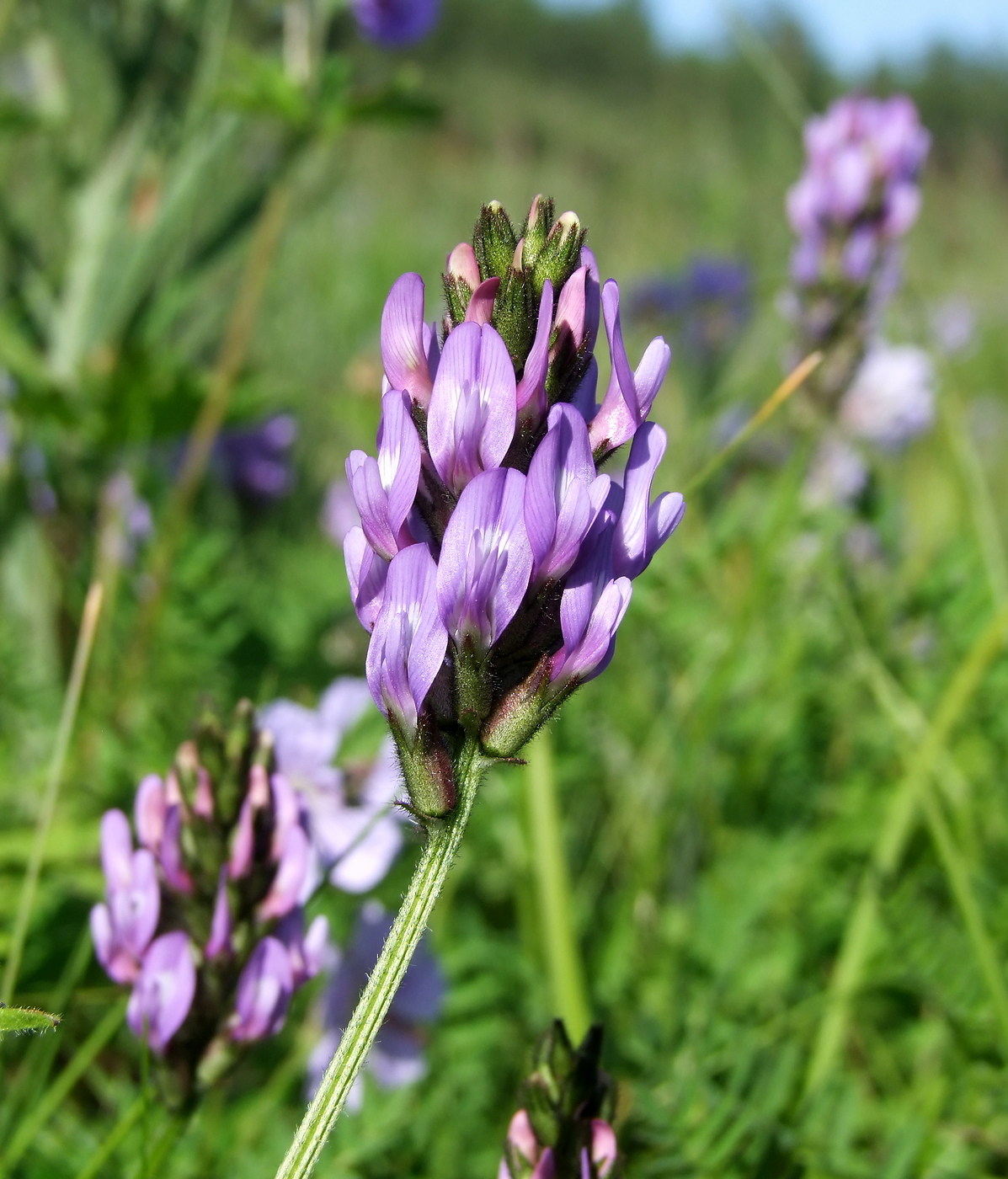 Изображение особи Astragalus danicus.