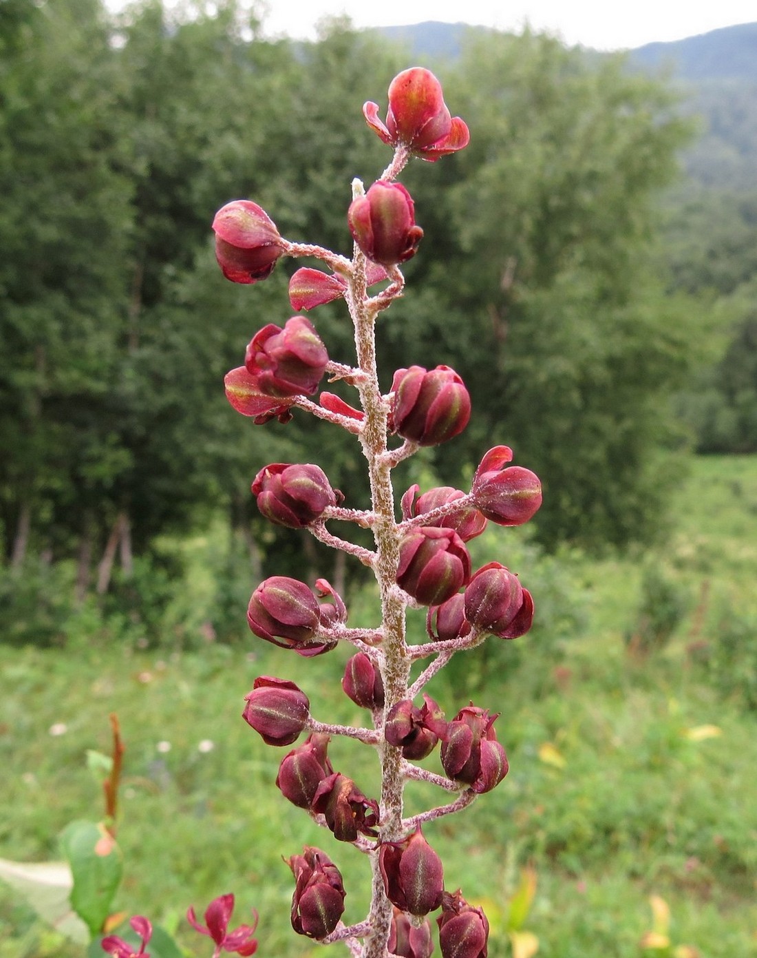 Изображение особи Veratrum nigrum.