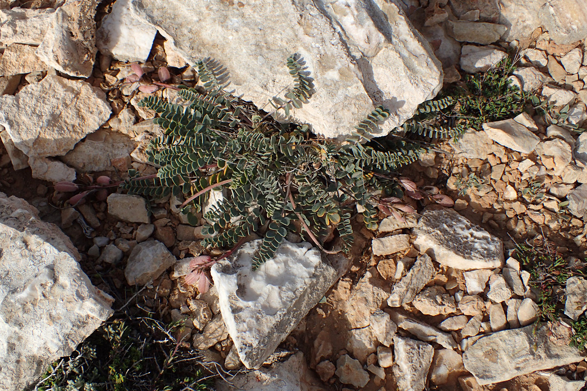 Image of Astragalus spruneri specimen.
