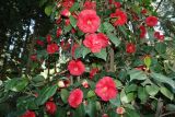 Camellia japonica