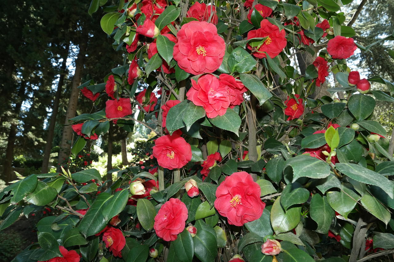 Изображение особи Camellia japonica.