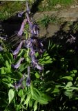 Corydalis nidus-serpentis