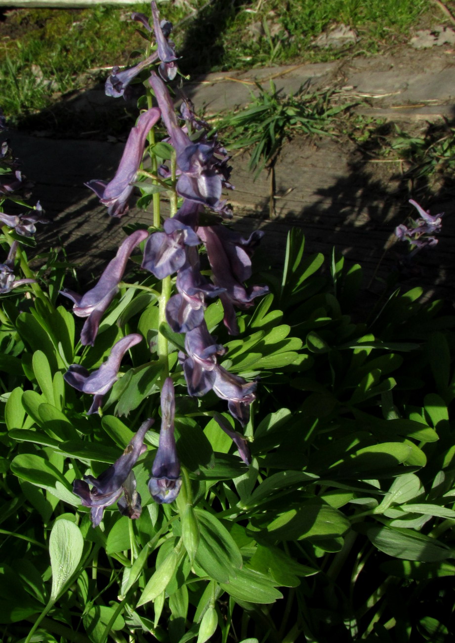 Изображение особи Corydalis nidus-serpentis.