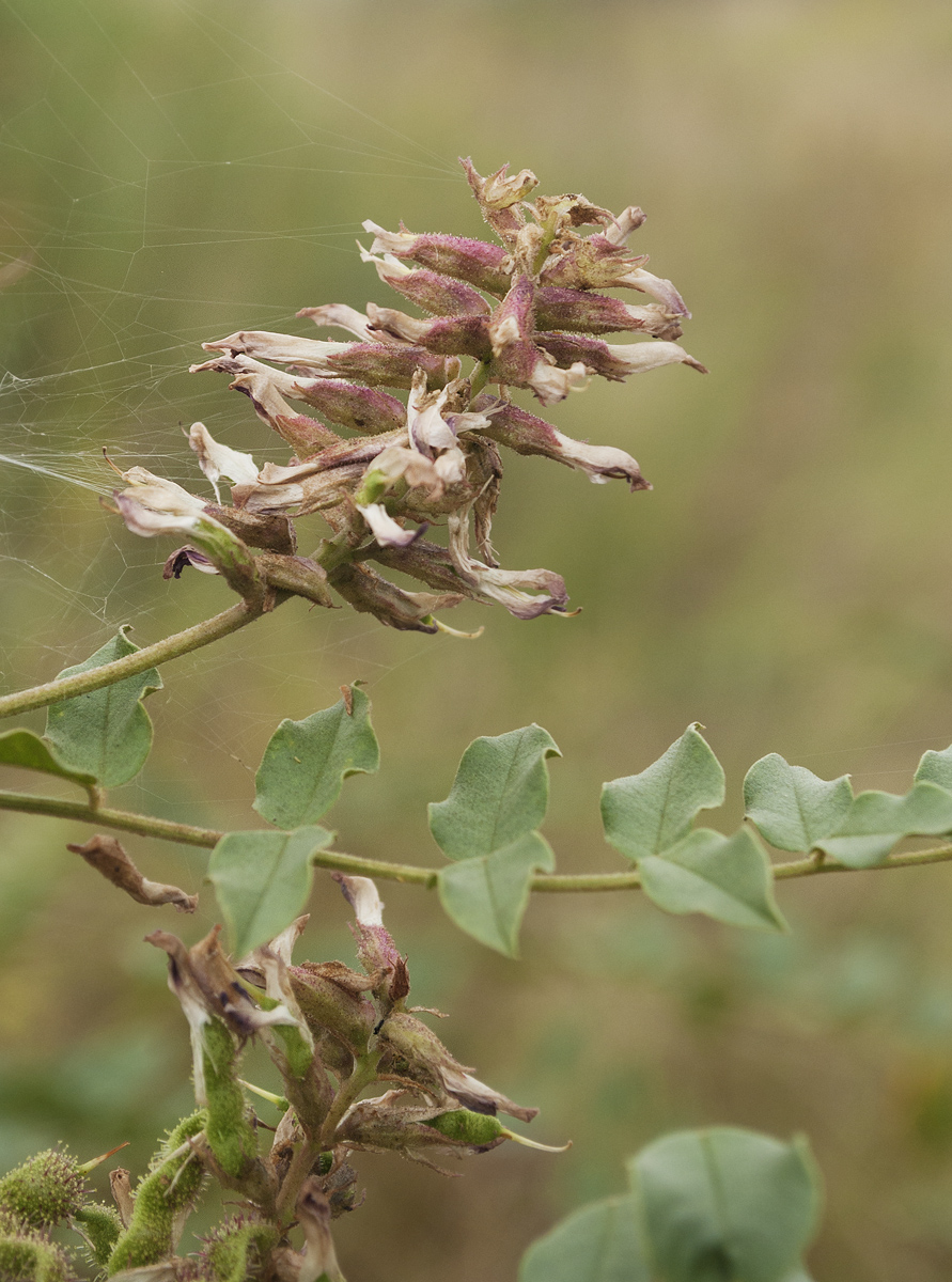 Изображение особи Glycyrrhiza soongorica.