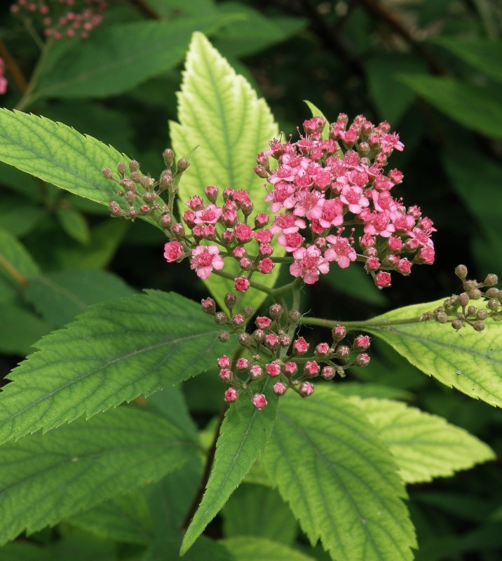 Image of Spiraea japonica specimen.