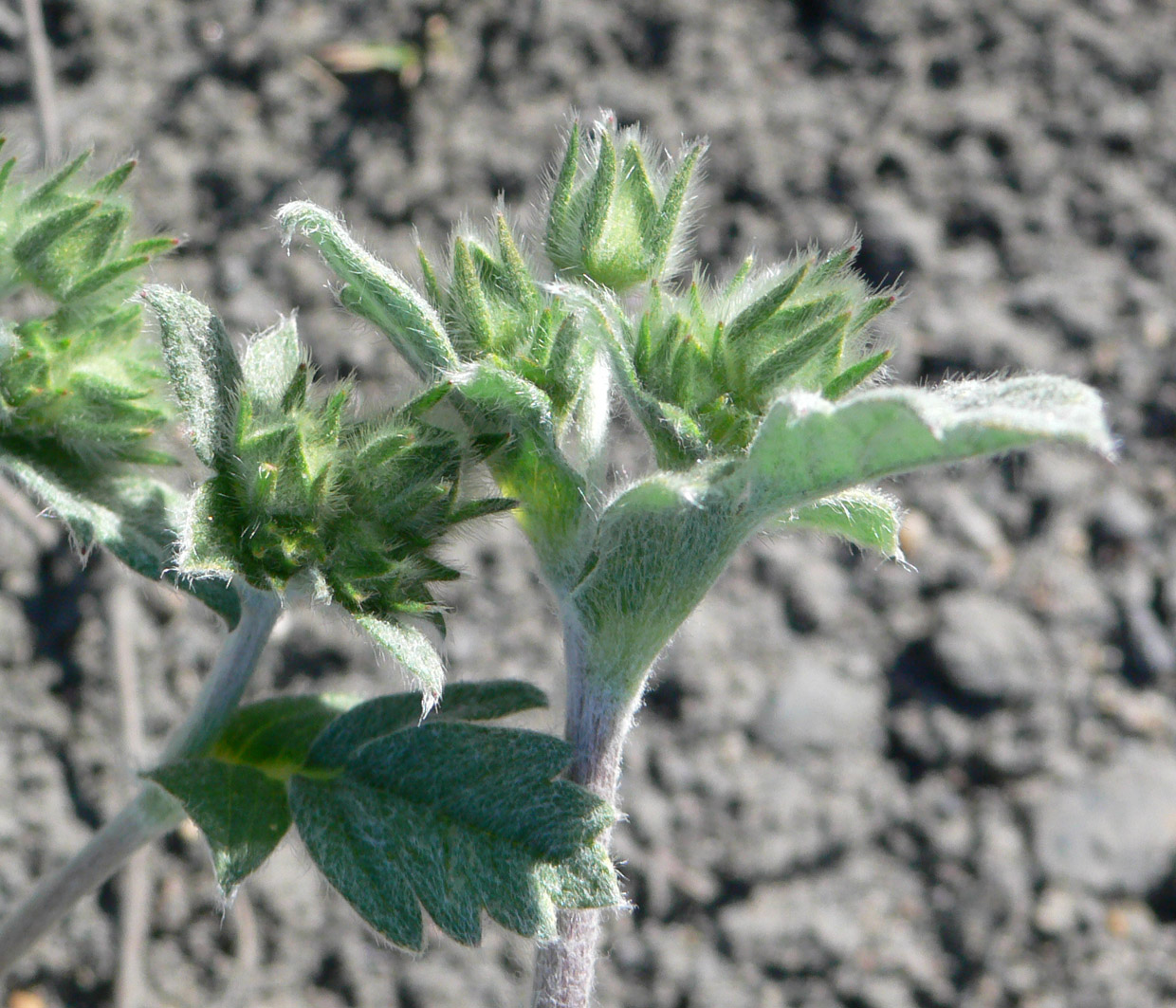 Изображение особи Potentilla nivea.