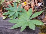 Lupinus polyphyllus. Вегетирующие растения. Украина, Ивано-Франковская обл., Болеховский горсовет, Поляницкий сельсовет, Поляницкий региональный ландшафтный парк, буковый лес. 03.11.2018.