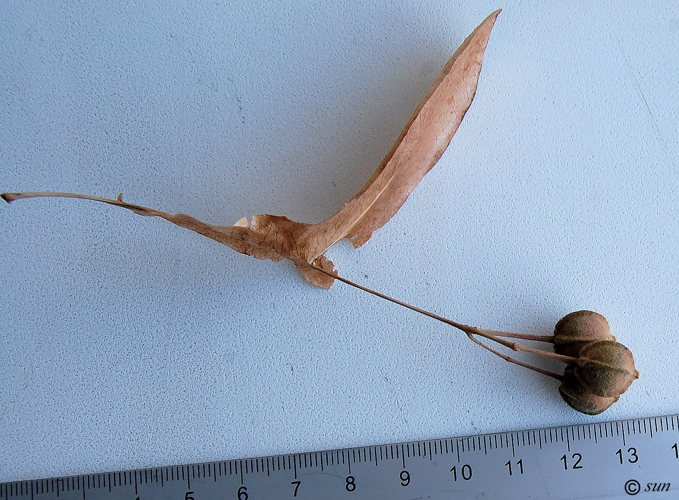 Image of Tilia platyphyllos specimen.