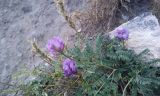 genus Astragalus
