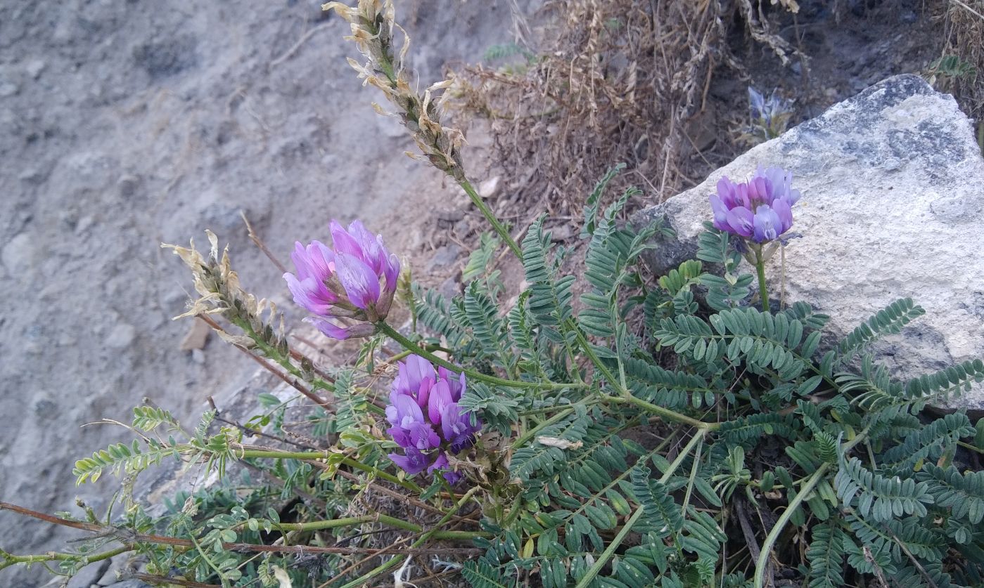 Image of genus Astragalus specimen.