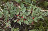 Cotoneaster uniflorus. Верхушка плодоносящей ветви. Республика Алтай, Кош-Агачский р-н, Северо-Чуйский хребет, долина р. Актру, подножие поросшего лиственницей склона юго-восточной экспозиции. 14.08.2018.