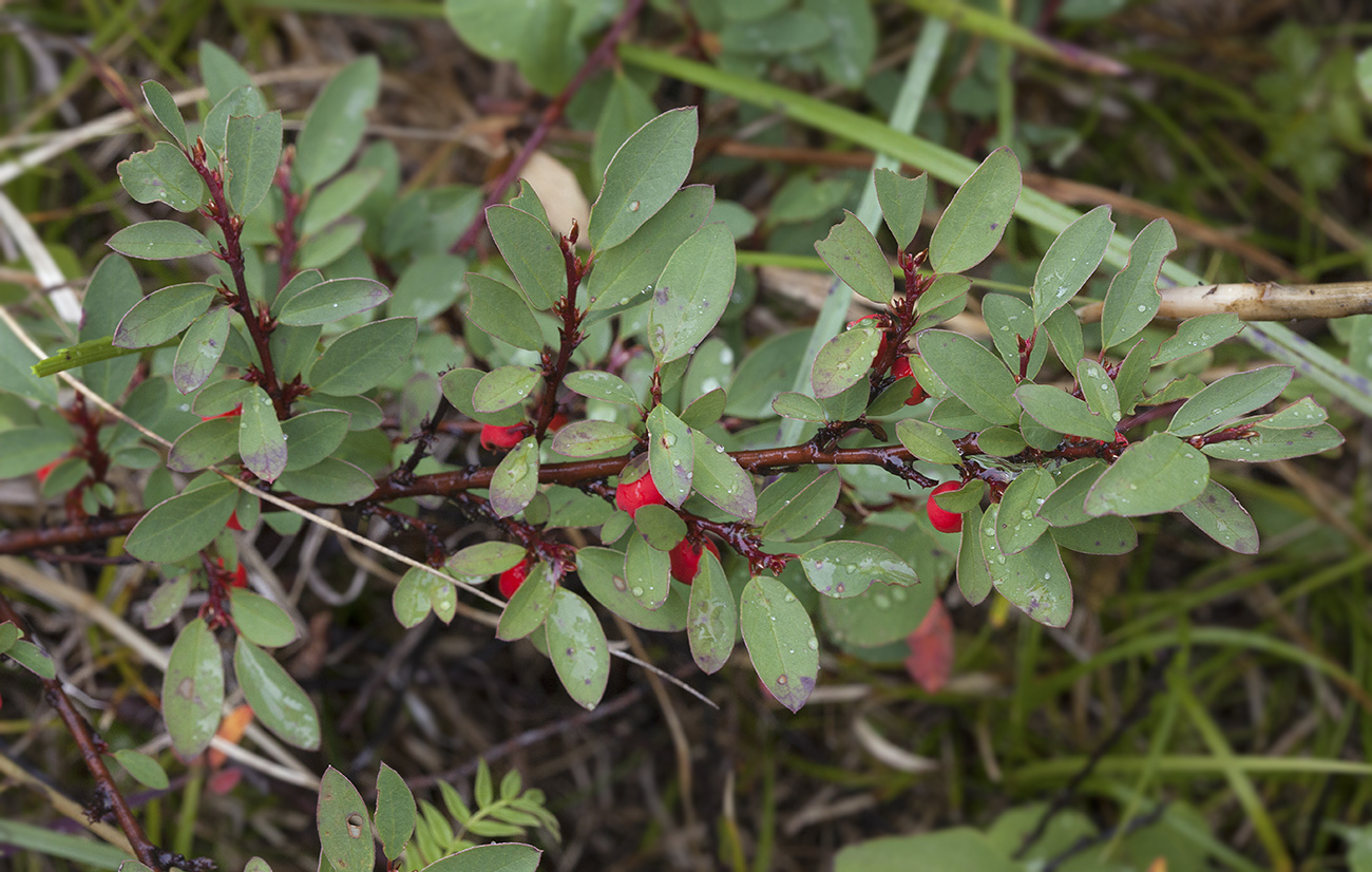 Image of Cotoneaster uniflorus specimen.