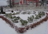 род Rhododendron. Зимующие растения. Тверская обл., г. Тверь, Городской сад, сад роз, в культуре. 6 декабря 2018 г.