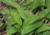 Smilacina trifolia. Отцветшие растения. Амурская обл., Сковородинский р-н, трасса Амур, граница области с Забайкальским краем, заболоченный участок вдоль трассы. 03.07.2016.