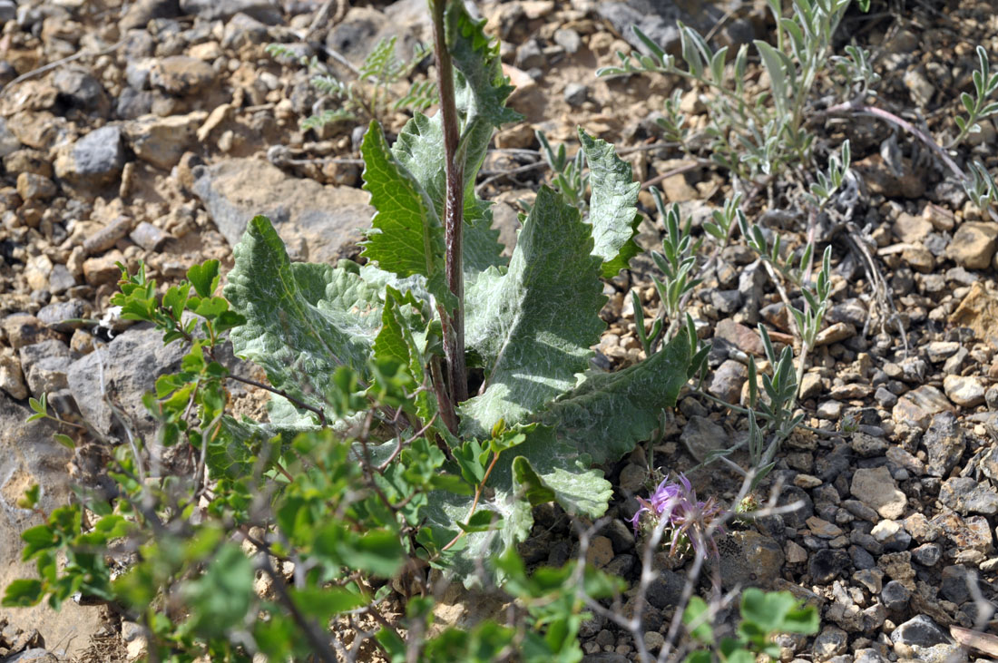 Изображение особи Ligularia robusta.