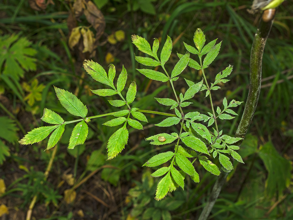 Изображение особи Angelica sylvestris.