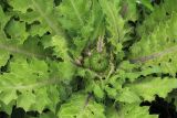 Cirsium esculentum