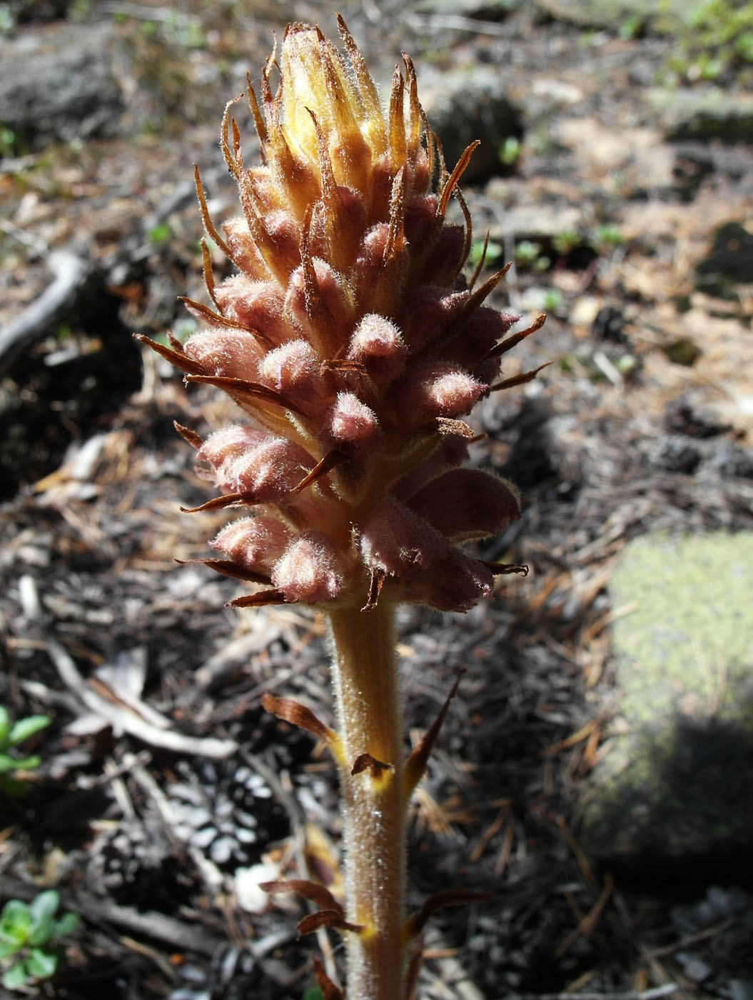 Image of genus Orobanche specimen.