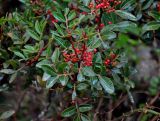 Pistacia lentiscus