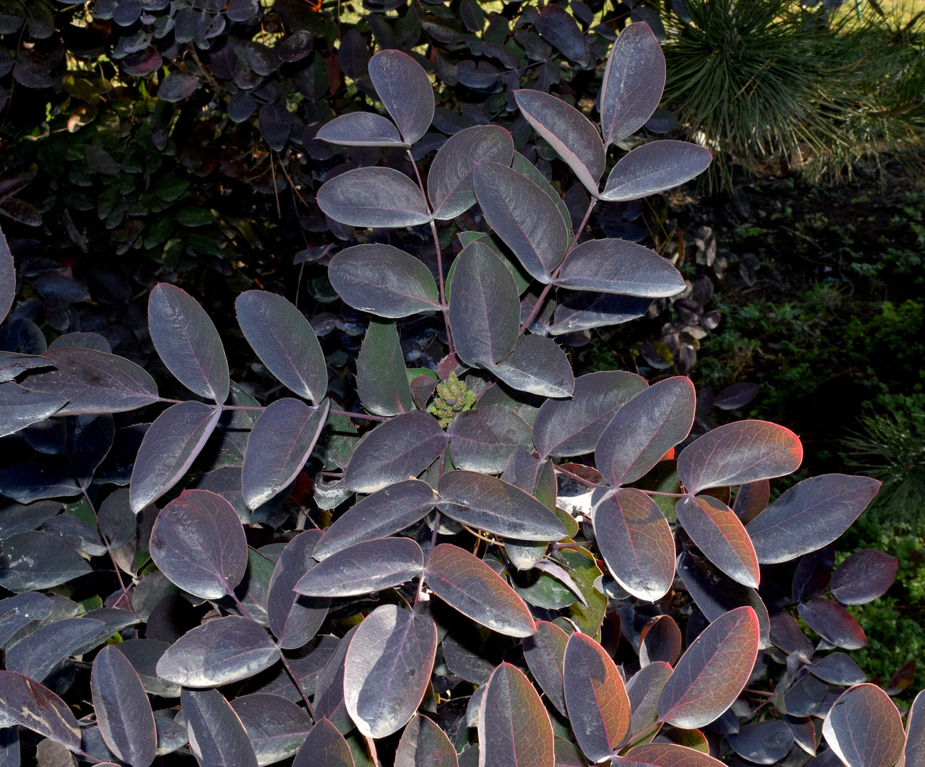 Image of Mahonia aquifolium specimen.